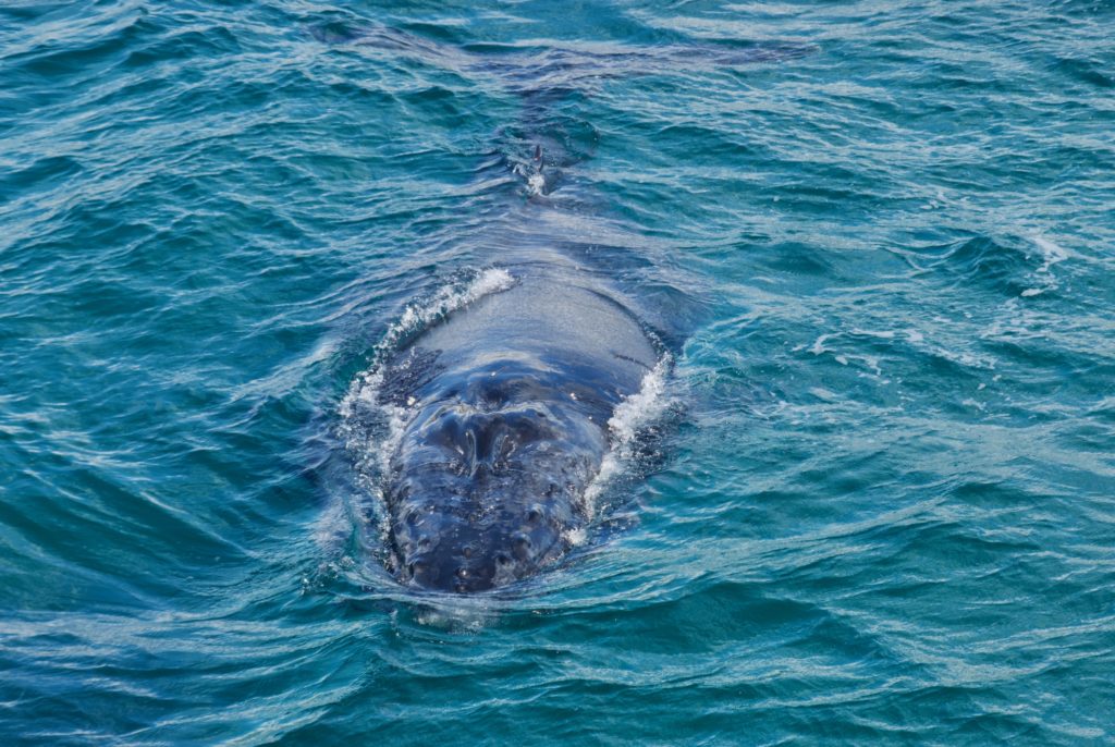 Humpback-Wal vor Fraser Island