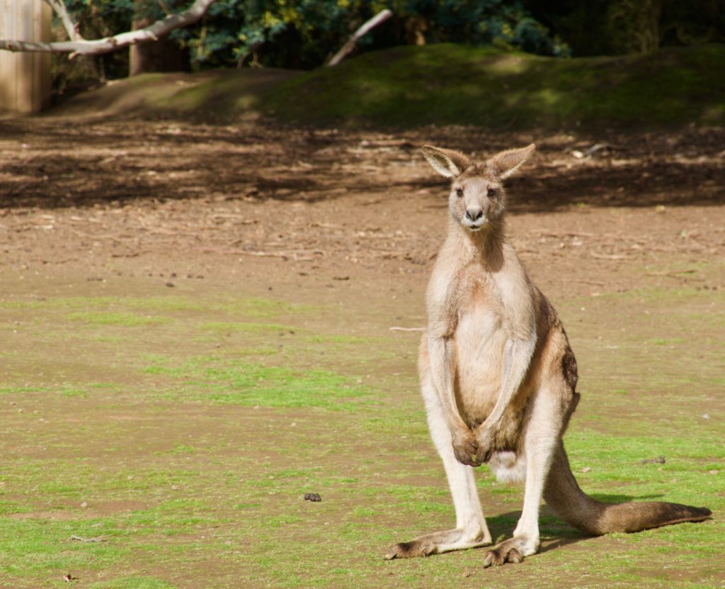 Kanguru nach Bizeps-Training im Unzoo / Tasmanien