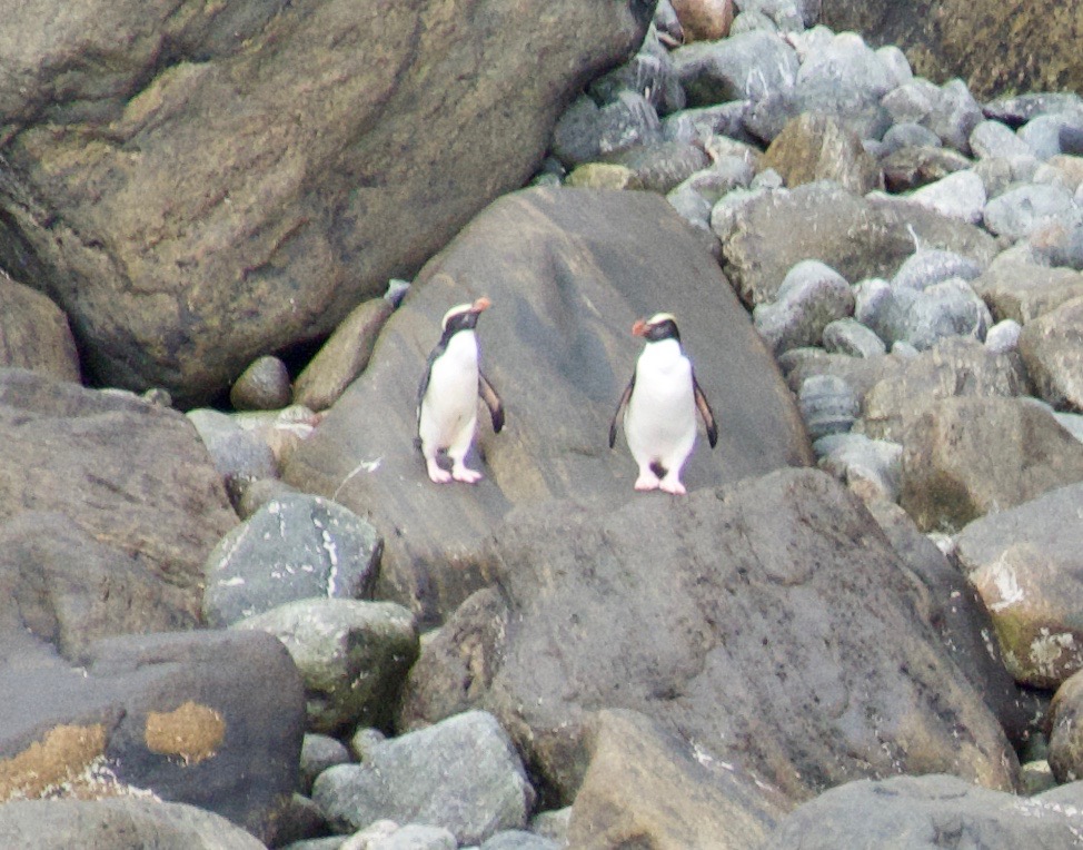 Crested Pinguins
