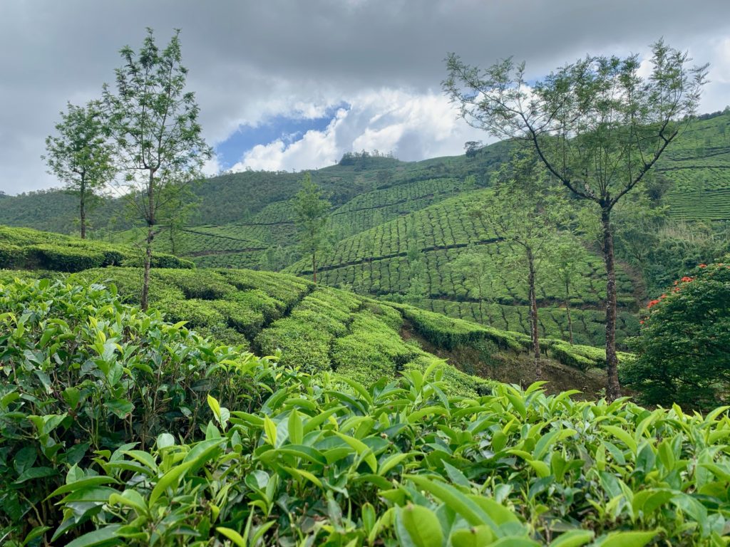 Teeplantage in Munnar